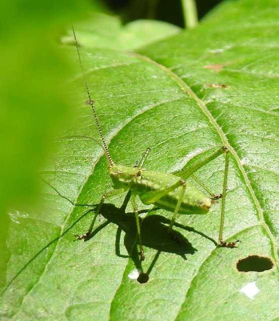 Leptophyes albovittata - közönséges virágszöcske