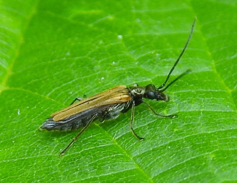 Oedemera femorata - sárgahátú álcincér