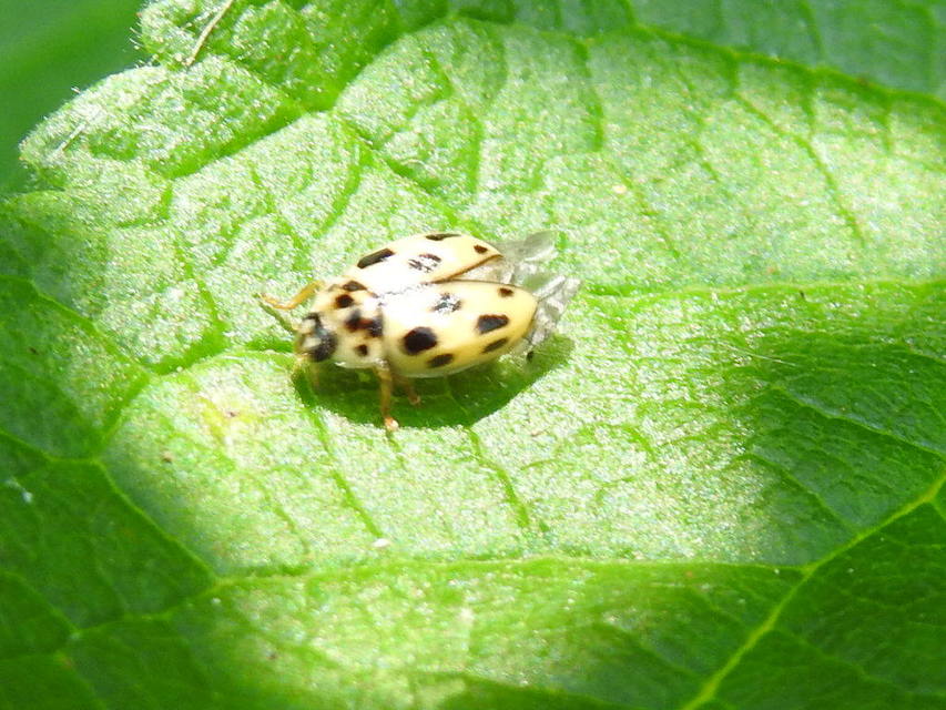 Propylea quatuordecimpunctata - tizennégypettyes füsskata