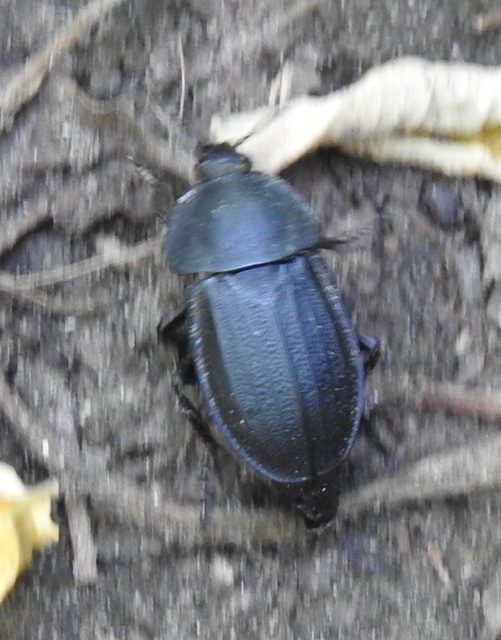 Silpha obscura - közönséges dögbogár