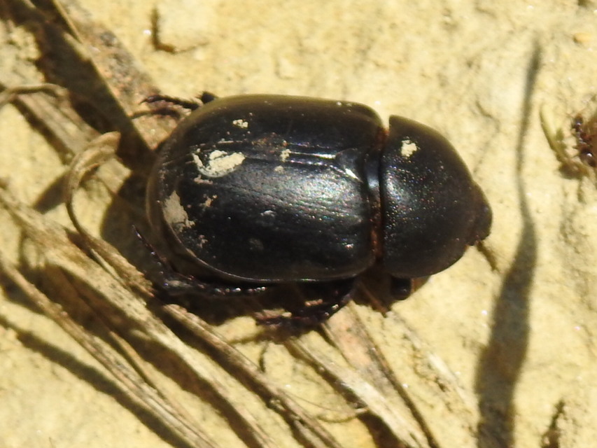 Pentodon idiota - butabogár