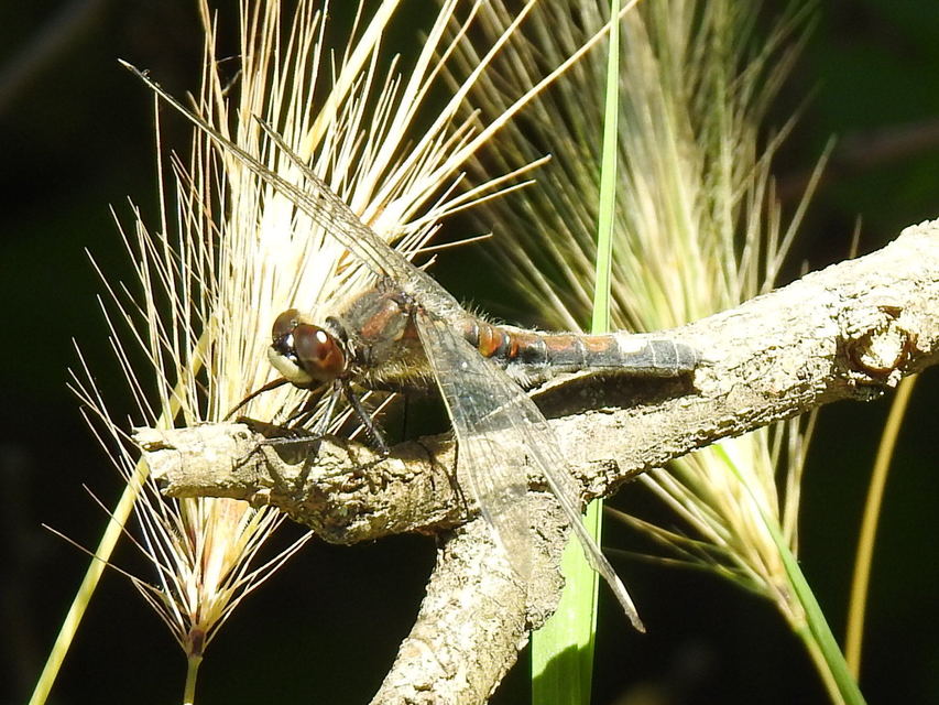Leucorrhinia pectoralis - lápi álarcos-szitakötő