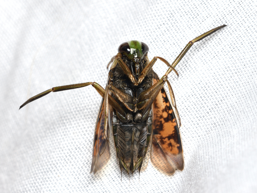 Notonecta glauca - közönséges hátonúszópoloska