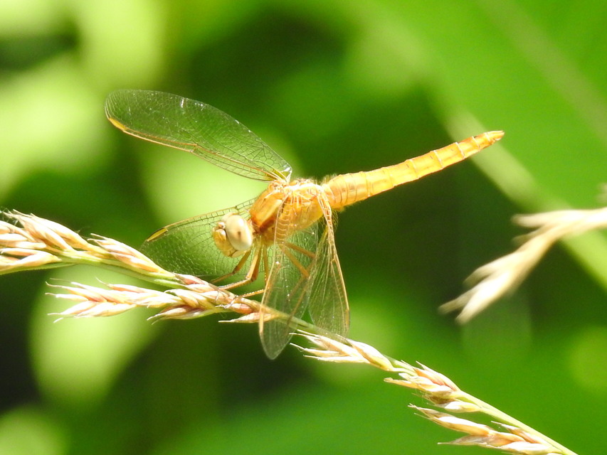 Crocothemis erythraea - skarlát szitakötő