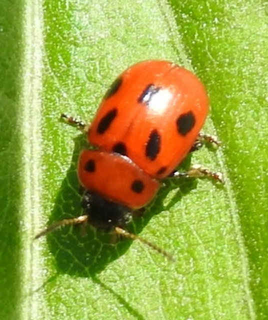 Gonioctena fornicata - közönséges lucernabogár