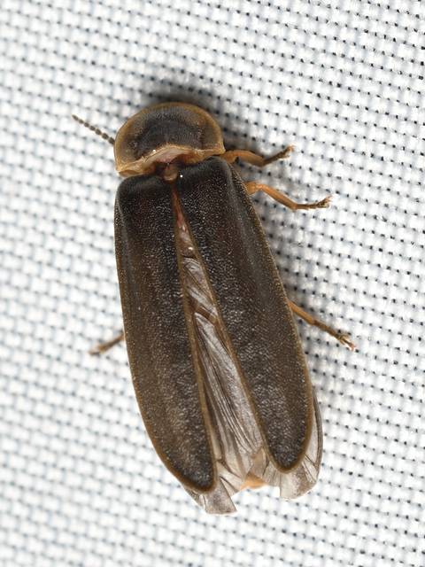 Lampyris noctiluca - nagy szentjánosbogár