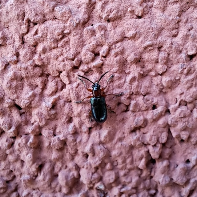 Oulema melanopus/duftschmidi