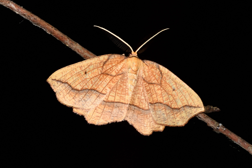 Epione repandaria - narancsszínű csücskösaraszoló