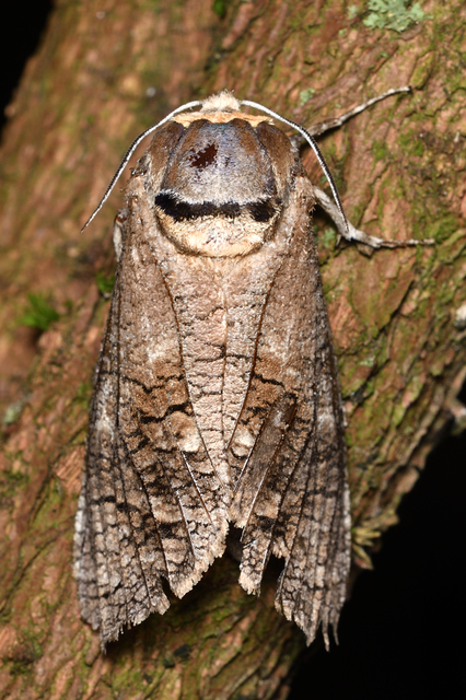 Cossus cossus - fűzfarontólepke