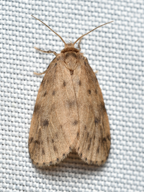 Thumata senex - mocsári medvelepke