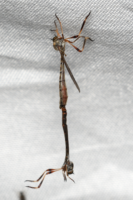 Leptogaster pubicornis