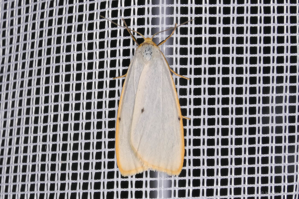 Cybosia mesomella - csontszínű molyszövő Cybosia mesomella - csontszínű molyszövő