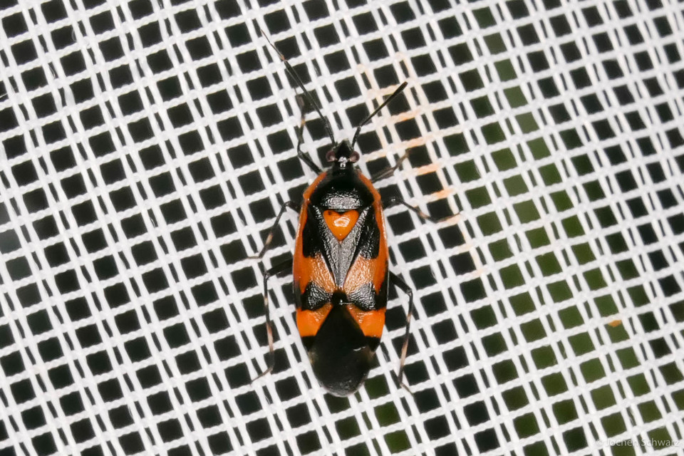 Deraeocoris trifasciatus - nagy mezeipoloska