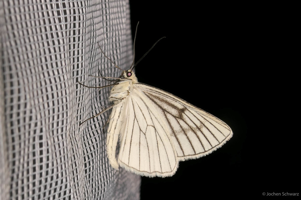 Siona lineata - vonalas fehéraraszoló