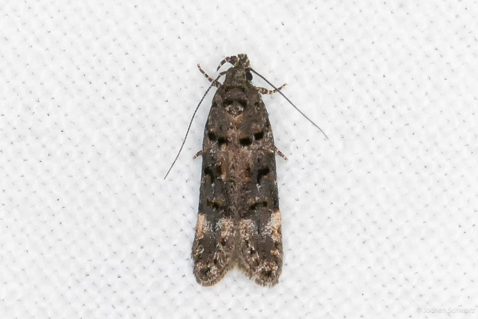 Teleiopsis diffinis - juhsóska-sarlósmoly