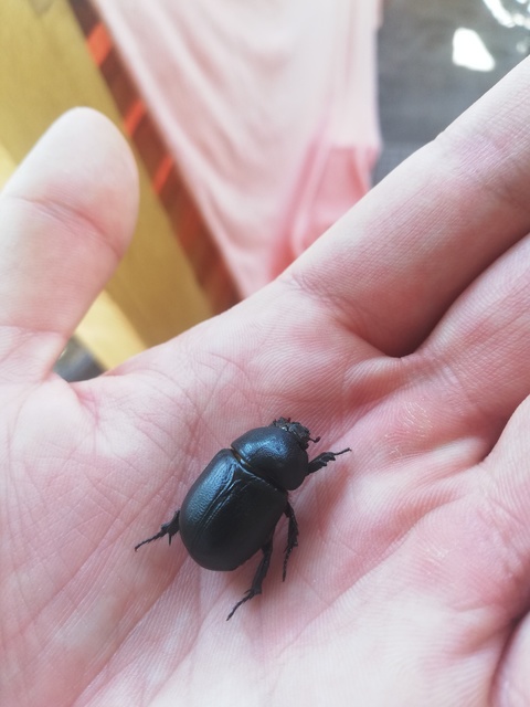 Pentodon idiota - butabogár