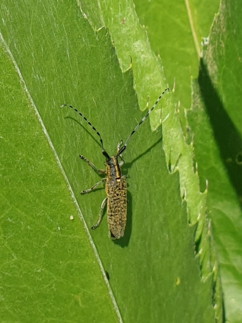 Agapanthia villosoviridescens - fehérgyűrűs bogáncscincér