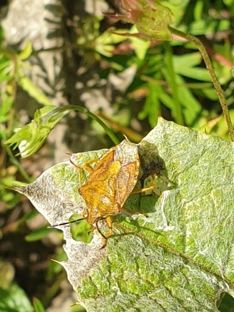 Carpocoris Carpocoris