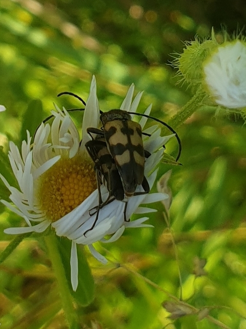 Pachytodes erraticus - rajzos virágcincér