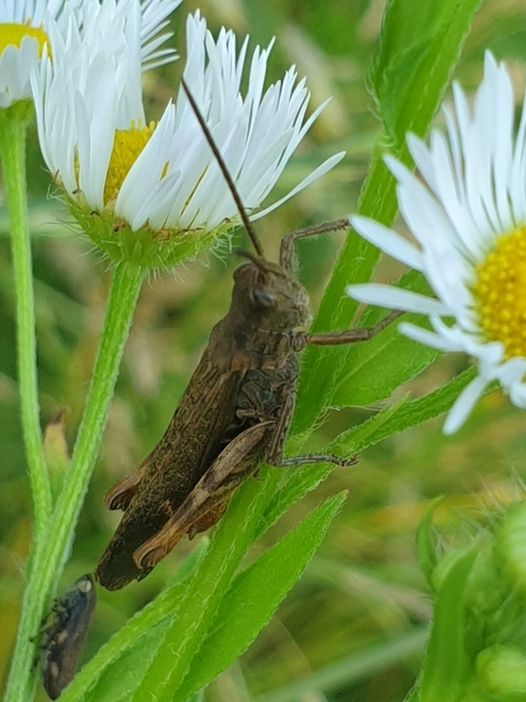 Chorthippus brunneus - közönséges tarlósáska
