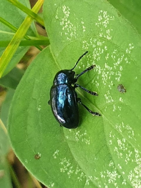 Chrysochus asclepiadeus - tündöklő méreggyiloklevelész