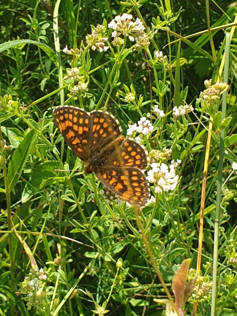 Melitaea aurelia - recés tarkalepke