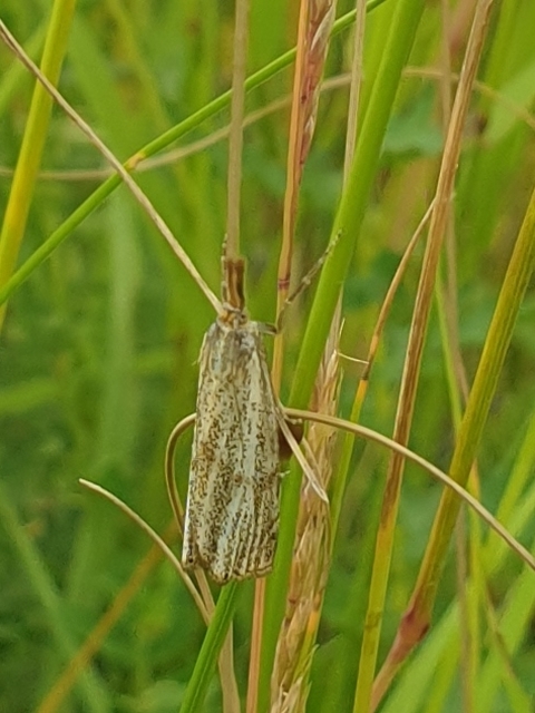 Thisanotia chrysonuchella - tavaszi fűgyökérmoly