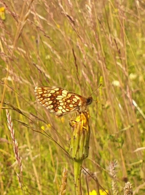 Melitaea aurelia - recés tarkalepke