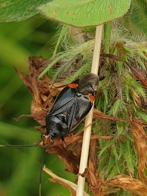 Deraeocoris ruber - vöröses mezeipoloska