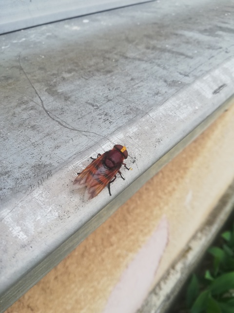 Volucella zonaria - kétöves pihelégy Volucella zonaria - kétöves pihelégy