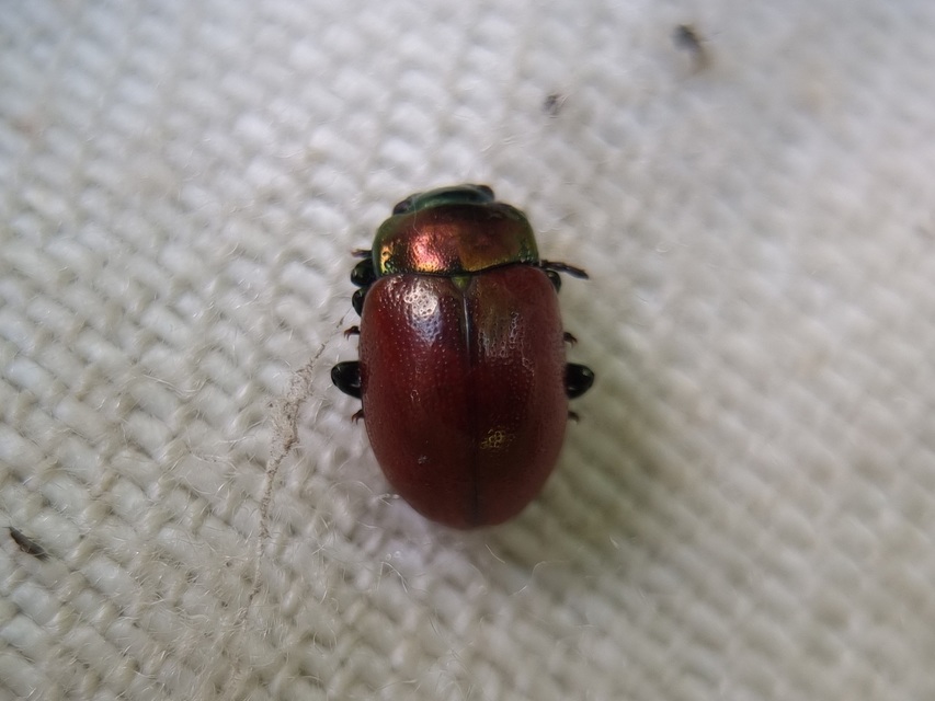 Chrysolina polita - réti mentalevelész