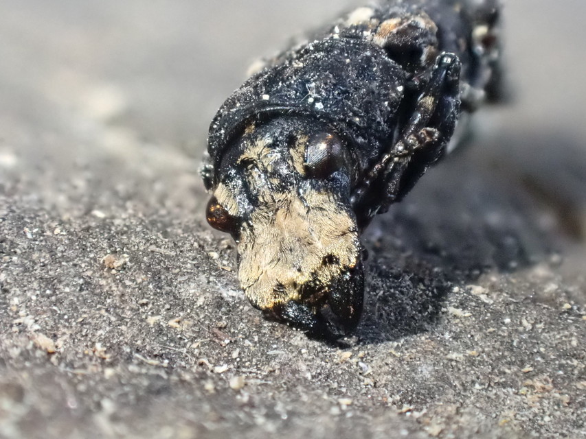 Platyrhinus resinosus - nagy orrosbogár