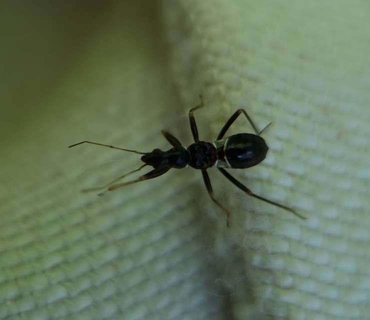 Himacerus mirmicoides - csalán-tolvajpoloska