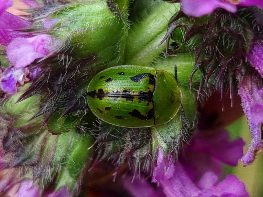Cassida murraea - foltos pajzsbogár
