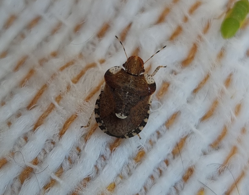 Dyroderes umbraculatus Dyroderes umbraculatus