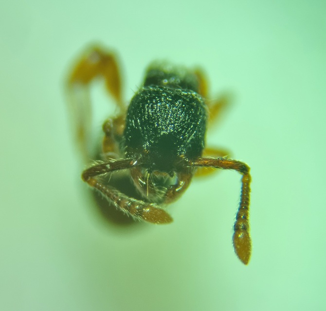 Myrmecina graminicola - ráncoshangya