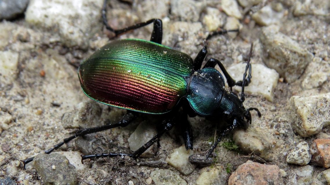 Calosoma sycophanta - aranyos bábrabló
