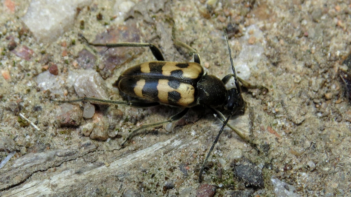 Pachytodes erraticus - rajzos virágcincér