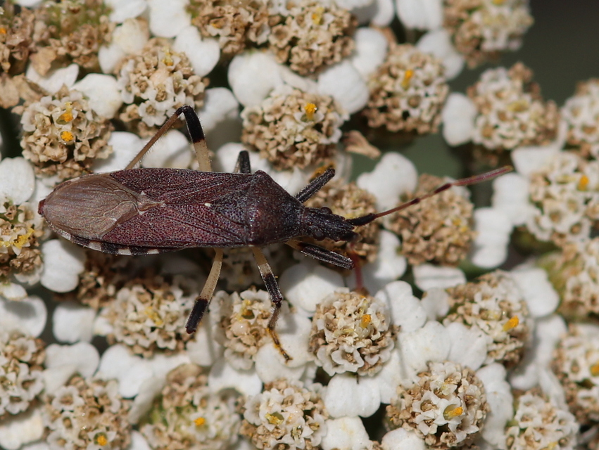 Dicranocephalus