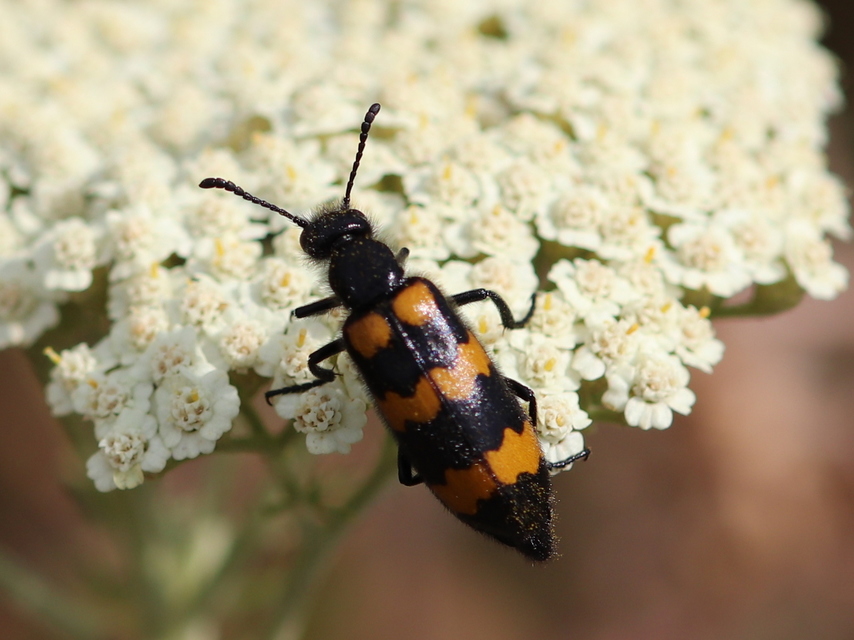 Mylabris variabilis - szalagos hólyaghúzó Mylabris variabilis - szalagos hólyaghúzó