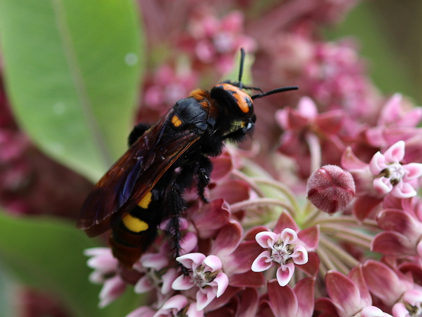 Megascolia maculata - óriás-tőrösdarázs