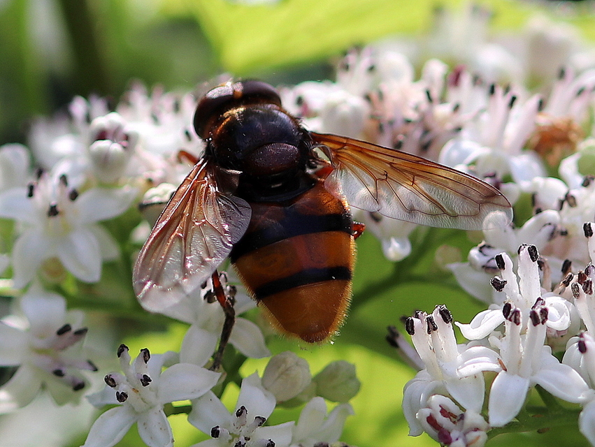Volucella zonaria - kétöves pihelégy Volucella zonaria - kétöves pihelégy
