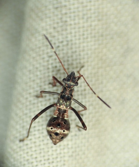Camptopus lateralis - görbelábú karimáspoloska