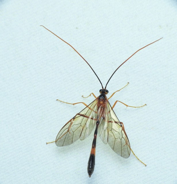 Hymenoptera - Hártyásszárnyúak