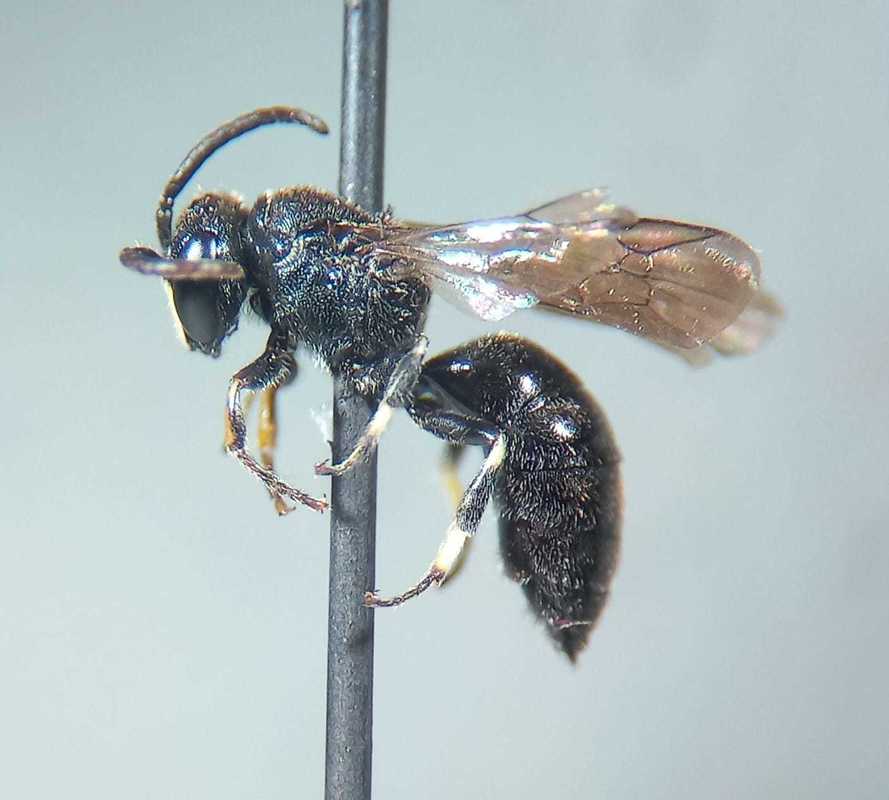 Hylaeus confusus