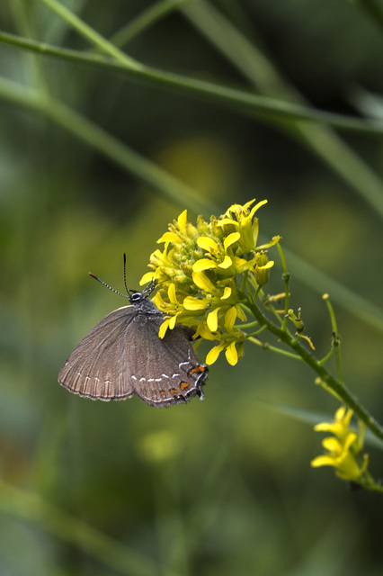 Satyrium ilicis - tölgyfa-csücsköslepke