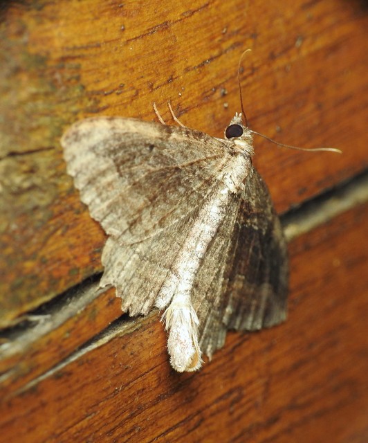 Philereme transversata - varjútövis-araszoló