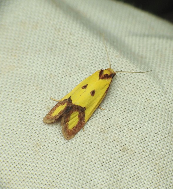 Agapeta zoegana - barnacsíkos sárgamoly