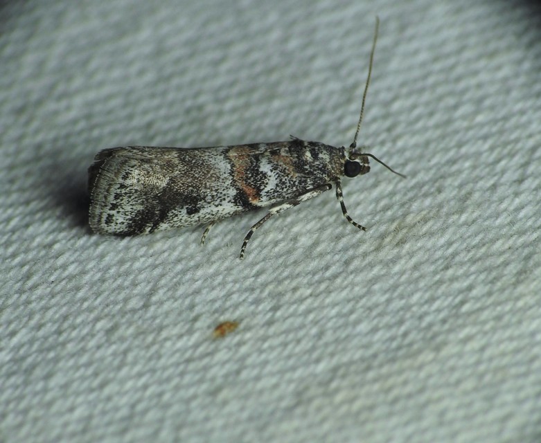 Phycitinae