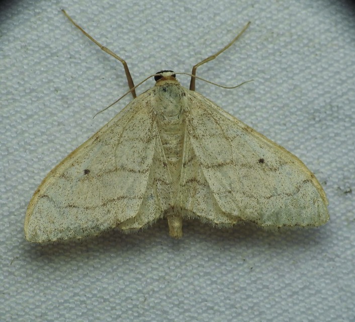 Idaea aversata - nagy sávosaraszoló